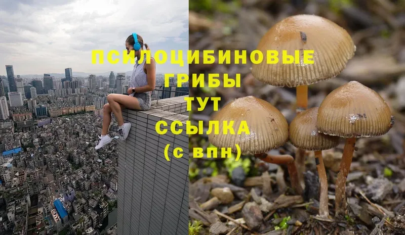 Галлюциногенные грибы Magic Shrooms  где продают   Сосновка 